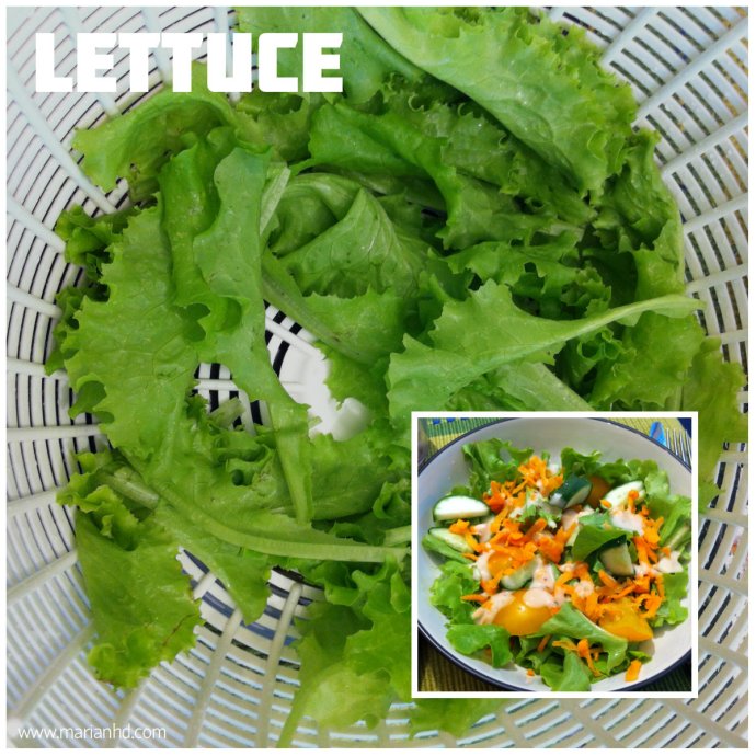 lettuce, for the love of food, organic, garden